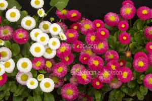 gardens and flowers, Cluster of red and white daisies, Bellis perennis, Tasso series