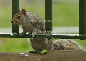 Grey squirrel in a park in Chester, England.