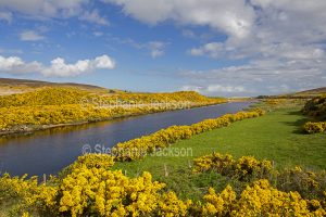 Waterway slicing across landscape cloaked with gorse near Melvich, Scotland.