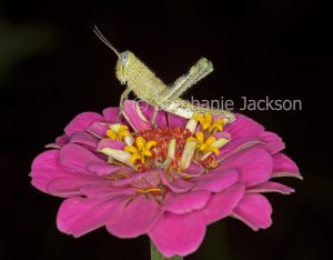 Insect pest - grasshopper on bright pink zinnia flower