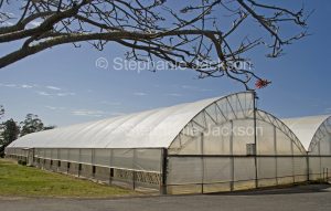 Plastic covered greenhouse on farm in Australia