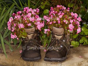 Bedding begonias, begonia semperflorens, growing in old leather boots