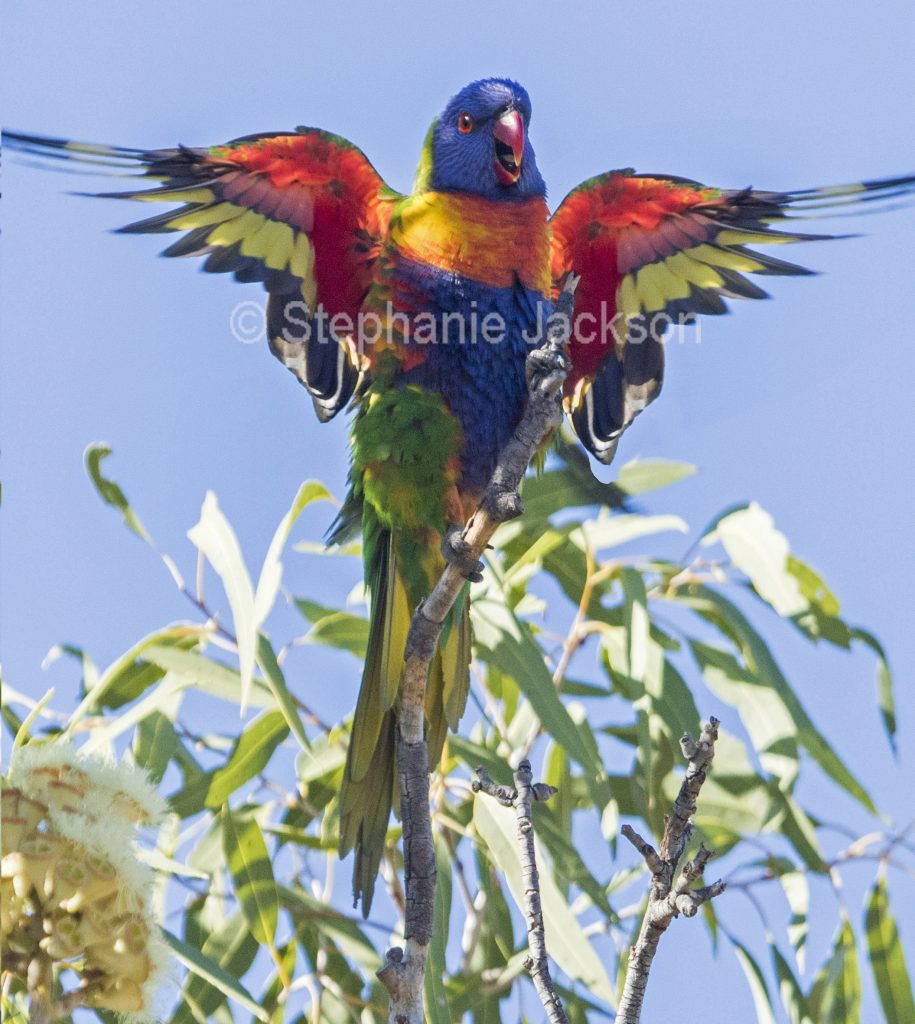 Photo of Australian bird, rainbow lorikeet,