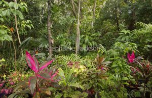 Australian gardening, rainforest garden with cordylines in Queensland Australia