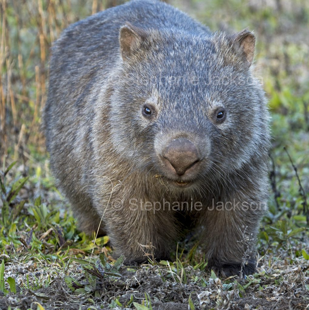 Australian wombat, Vombatus ursinus, in the wild in NSW Australia