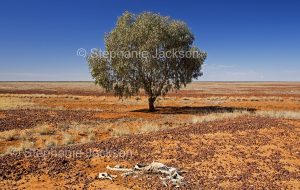 Solitary mulga tree and skeleton of kangaroo on Australian outback plains