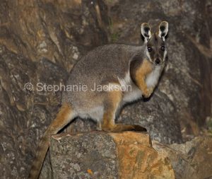 Australian macropods / wallabies, yellow-footed rock wallaby, Petrogale xanthopus, a vulnerable species