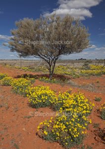 Photo of Australian outback landscape with wildflowers