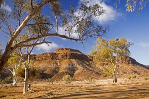 Australian outback landscape, Mount Chambers during drought in northern South Australia