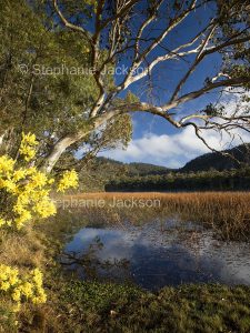 Landscape with wetlands, wattle / acacia flowers, reeds, blue sky and water at Dunn's swamp in Wollemi National Park in NSW Australia