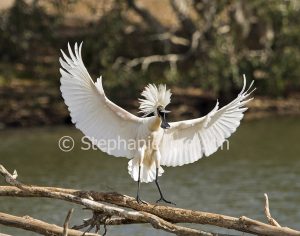 Australian Royal Spoonbill, Platalea regia, in breeding plumage, with wings outstretched, in Queensland Australia
