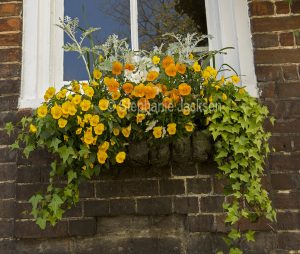 Window box with mass of yellow and orange pansies and ivy.