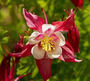 Red and white flower of Columbine, Aquilegia cultivar.