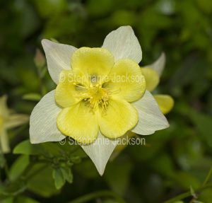 Flower of Columbine, Aquilegia chrysantha 'Yellow Queen'.