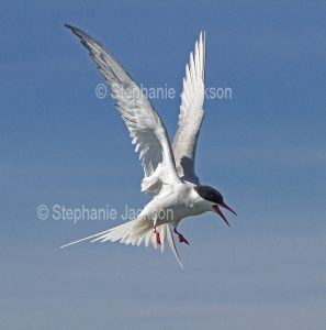 Arctic tern, Sterna paradisaea, in flight at the Farne Islands off the coast of Northumberland, England.