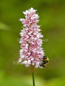 British wildflowers, pink flowers of Bistort, Polygonum bistorte, with bee collecting pollen.