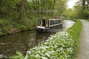 arrow boat on a canal lined with the flowers of wild garlic in England.