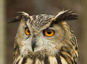 Birds of Britain - Close-up of face of British eagle owl, Bubo bubo, at Muncaster Castle near Ravenglass, England.