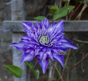 Double purple flower of Clematis 'Multi Blue'.