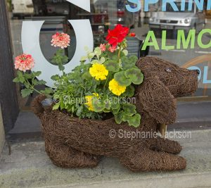 Geraniums and marigolds .growing and flowering in an unusual dog-shaped container