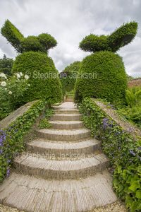 Topiary hedge and steps at Hidcote Gardens, near Chipping Campden in Gloucestershire England
