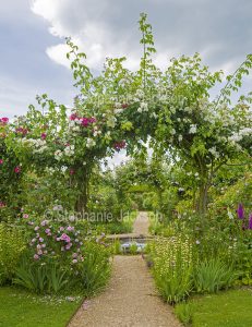 Garden with archway covered with climbing roses at Rousham gardens near Oxford, England.