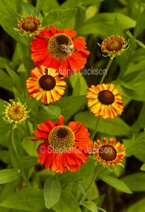 Orange flowers of Sneezeweed, Helenium 'Mardi Gras', with bee collecting pollen.