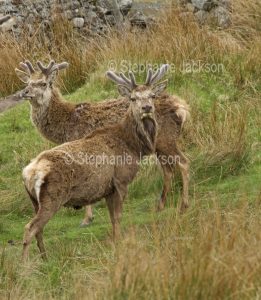 Red deer in the wild in the Scottish highlands.