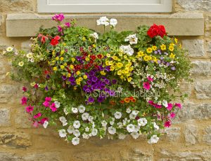 Hanging basket with colourful flowers of geraniums, petunias, and calibrachoas near Pickering, England.