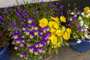 Purple violas and yellow pansies growing in a container