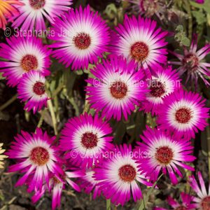 Red and white Livingstone daisies, Cleretum bellidiforme.