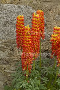 Cluster of orange and yellow flowers of lupins at Kirkmichael, Scotland.