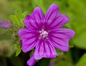 British wildflower, Common Mallow flower, Malva sylvestris.