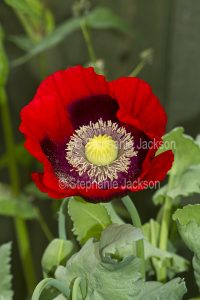 Vivid red flower of Oriental Poppy, Papaver orientale