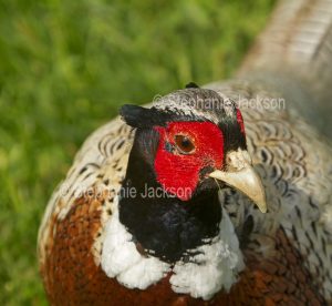 Close-up of the colourful face of a pheasant, Phasianus colchicus, in the grasslands surrounding Blenheim Palace in Oxfordshire, England.