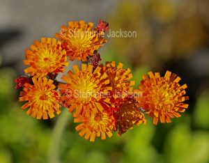 British wildflowers, Fox and Cubs / Orange Hawkweed, Pilosella aurantiaca, near Pitlochry in Scotland.