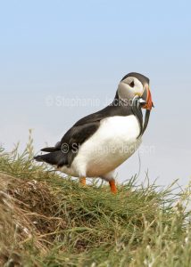 Puffin, Fratercula arctica, with fish in its bill, on one of the Farne Islands off the coast of Northumberland, England.