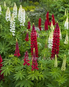Dark red and white flowers of lupins.