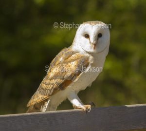 Barn owl, Tyto alba, at Muncaster Castle near Ravenglass, England.