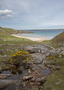 Sandy beach in a secluded bay near Durness in Scotland - with gorse flowering among the rocks.
