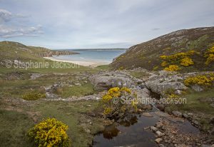 Sandy beach in a secluded bay near Durness in Scotland - with gorse flowering among the rocks.