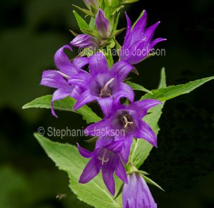 British wildflowers, purple flowers of Bellflower, Campanula latifolia.