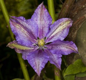 Purple flower of Clematis, a climbing plant..