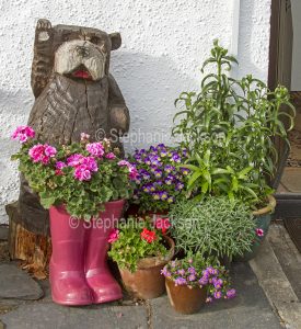 Colourful flowers of geraniums, violas, and daisies ,growing in old boots and other containers.
