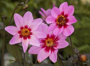 Pink and red flowers of a dahlia.