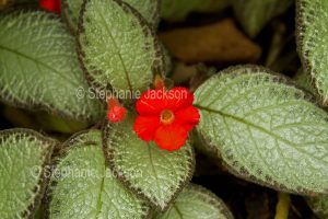 Red flower and decorative foliage of Episcia reptans, Flame Violet.