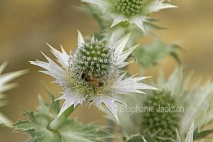 Bee on green flowers of Eryngium, Sea Holly.