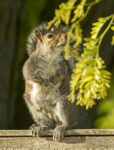 Grey squirrel in a garden in Begbroke, Oxfordshire, England.