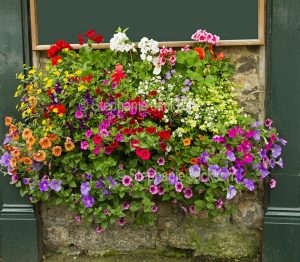 Container gardening - flowering annuals