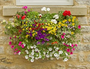Hanging basket with colourful flowers of geraniums, calibrachoas and petunias.